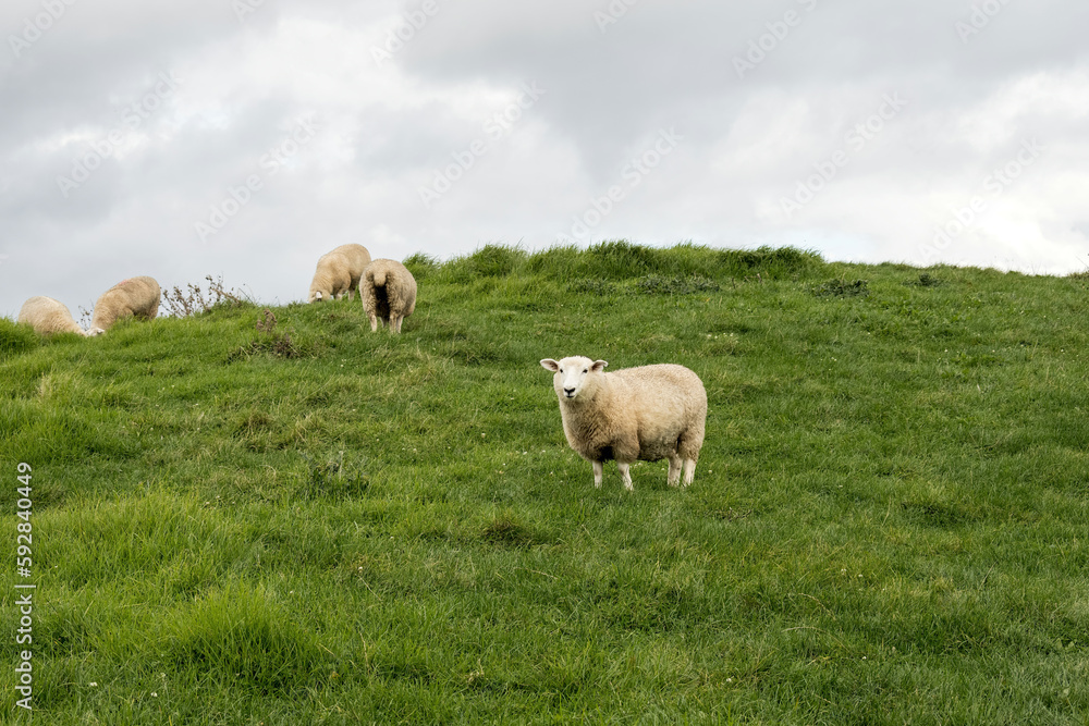 White sheep on green grass