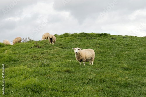 White sheep on green grass