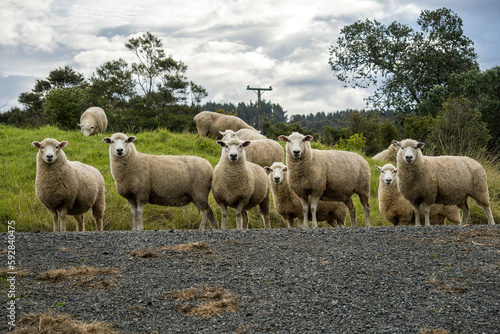 Sheep herd on gravel road