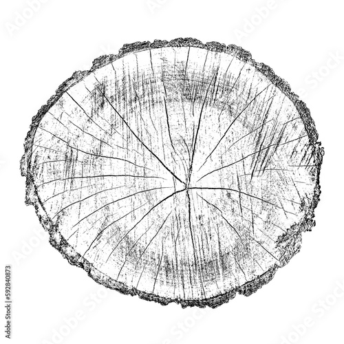 Wood texture cross section of tree rings. Cut slice of wooden stump isolated on white. Textured surface with rings and cracks. Black background made of hardwood from the forest. Vector illustration.