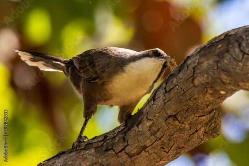 Grey-crowned Babbler in Queensland Australia photo