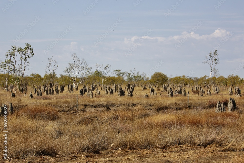 Growing termite mounds