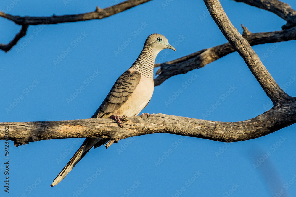Peaceful Dove in Queensland Australia Peaceful Dove in Queensland Australia