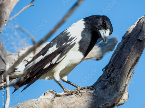 Pied Butcherbird in Queensland Australia