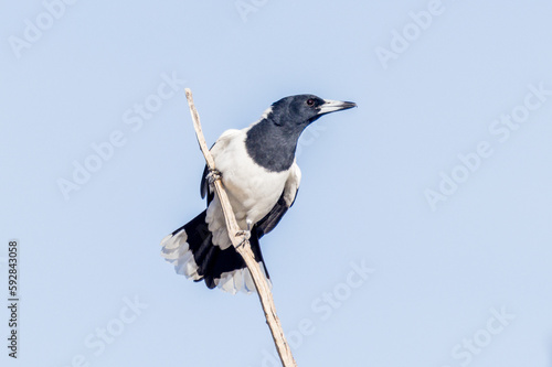 Pied Butcherbird in Queensland Australia photo