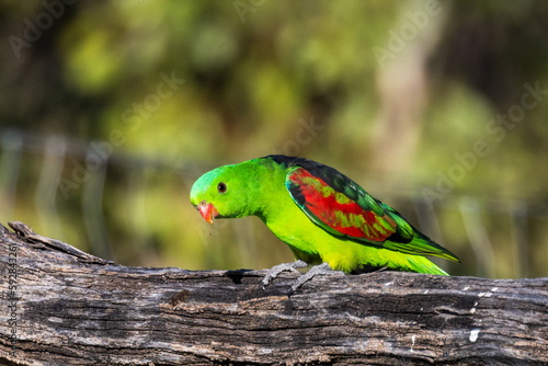Red-winged Parrot in Queensland Australia