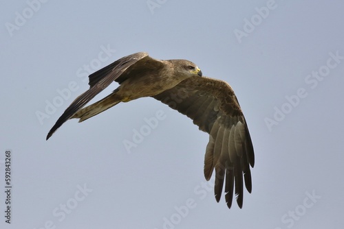 Whistling Kite