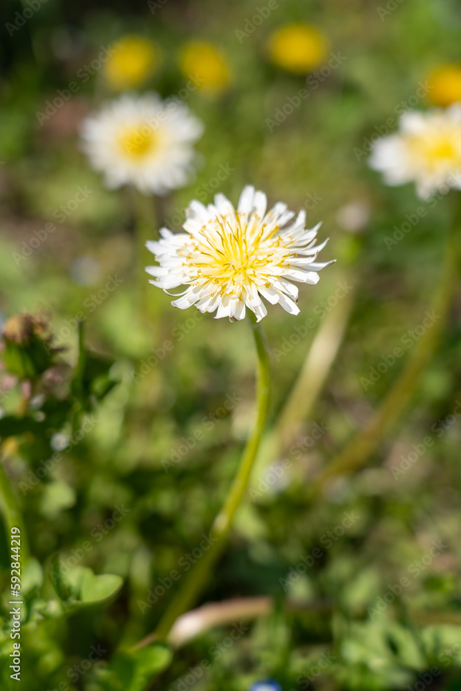 近くの公園の花 近くの公園の花