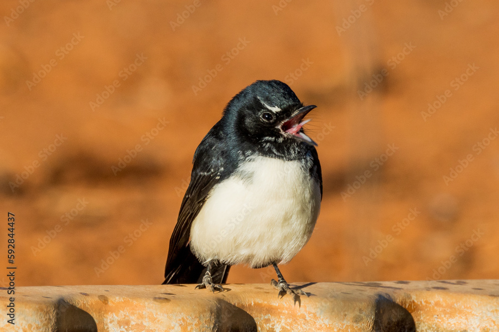 Fototapeta premium Willy Wagtail in Queensland Australia
