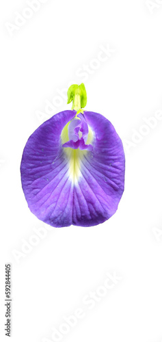 purple flower on a white isolated background