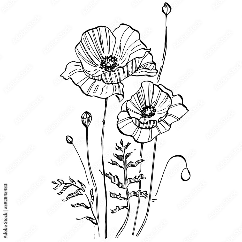 Poppies floral botanical flower. Isolated illustration element. Vector hand drawing wildflower for background, texture, wrapper pattern, frame or border.