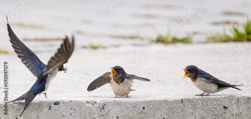 Two fledgling swallows with open beaks and flapping wings are eagerly waiting for their mother swallow to bring them food.