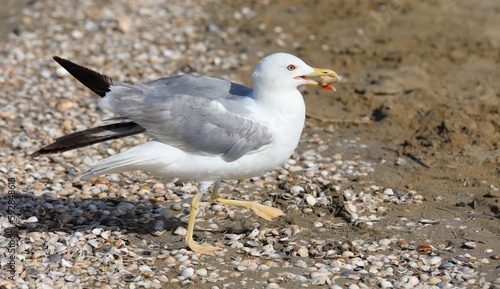 white seagull with beautiful yellow eats a crumb of bread on the shore