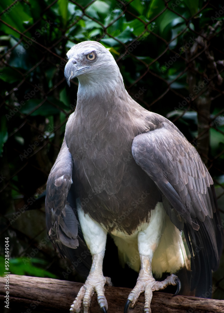 The white bellied sea eagle, Haliaeetus leucogaster, also known as the white breasted sea eagle, is a large diurnal bird of prey in the family Accipitridae The white bellied sea eagle, Haliaeetus leucogaster, also known as the white breasted sea eagle, is a large diurnal bird of prey in the family Accipitridae