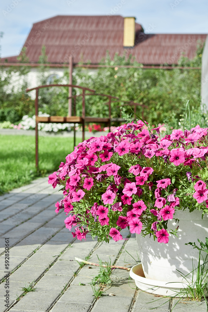 Beautiful Petunia flower with blooming rose petals on the balcony of a country house.
