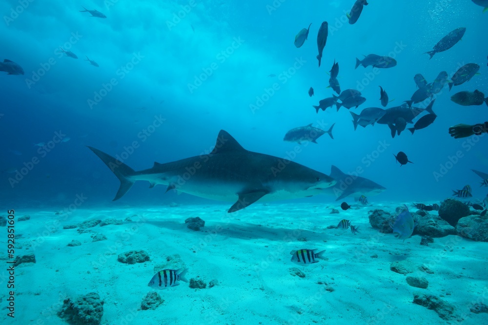 Obraz premium Tiger sharks crusiing in the maldives with diver