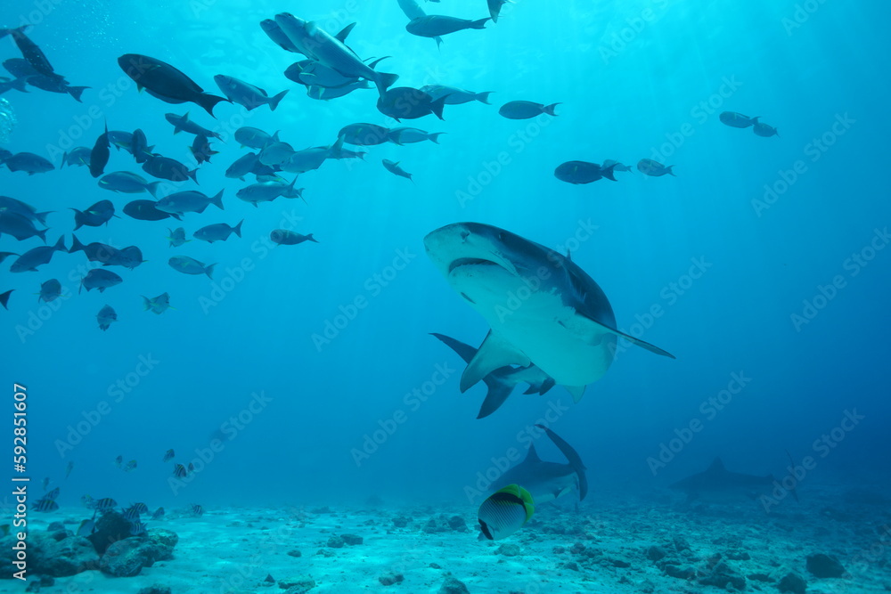 Obraz premium Tiger sharks crusiing in the maldives with diver