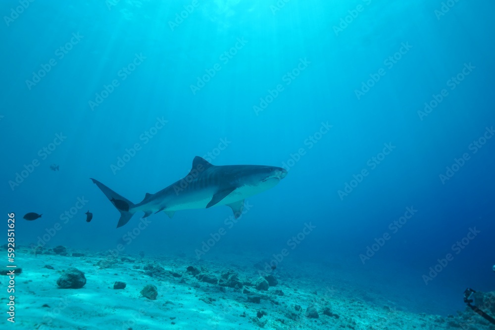 Tiger sharks crusiing in the maldives with diver Tiger sharks crusiing in the maldives with diver