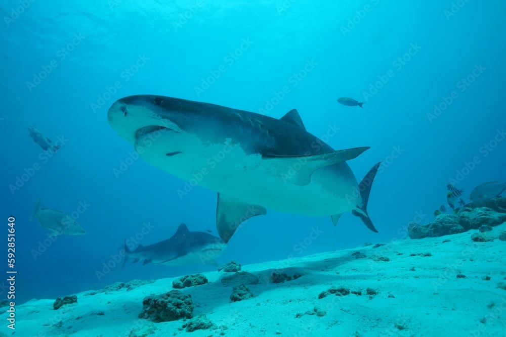 Fototapeta premium Tiger sharks crusiing in the maldives with diver