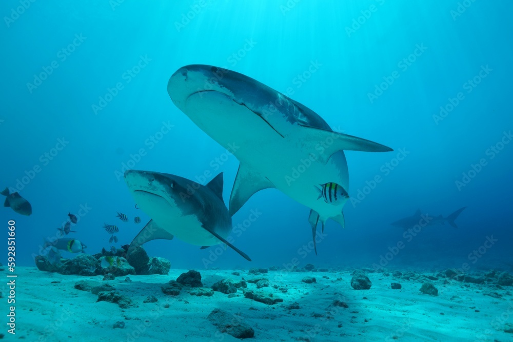 Fototapeta premium Tiger sharks crusiing in the maldives with diver