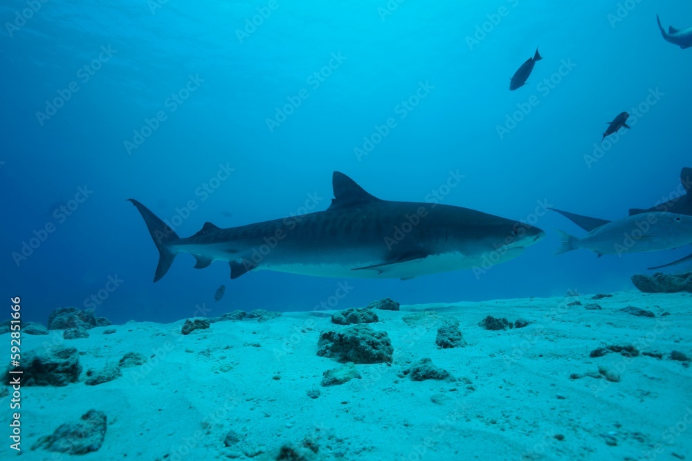 Fototapeta premium Tiger sharks crusiing in the maldives with diver