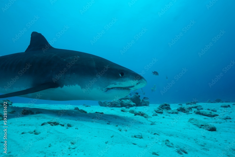 Fototapeta premium Tiger sharks crusiing in the maldives with diver