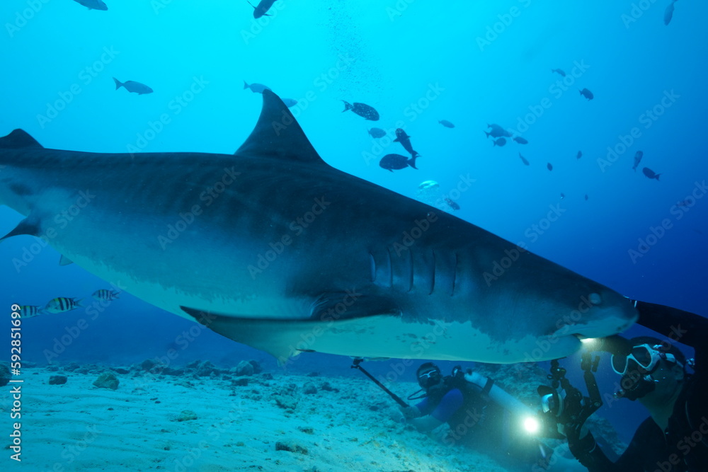 Naklejka premium Tiger sharks crusiing in the maldives with diver