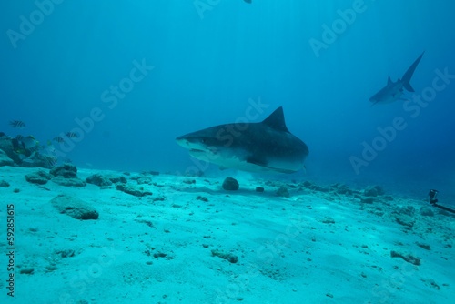 Tiger sharks crusiing in the maldives with diver