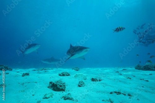 Tiger sharks crusiing in the maldives with diver © Khun Stefan