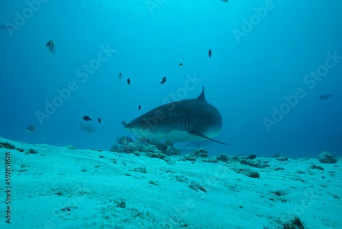 Tiger sharks crusiing in the maldives with diver