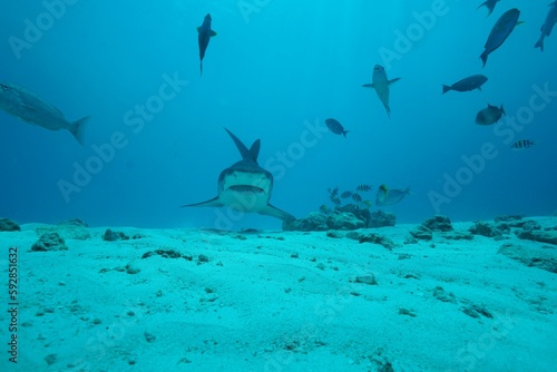 Tiger sharks crusiing in the maldives with diver