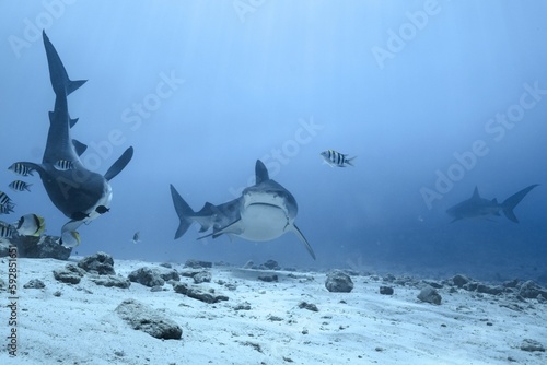 Tiger sharks crusiing in the maldives with diver