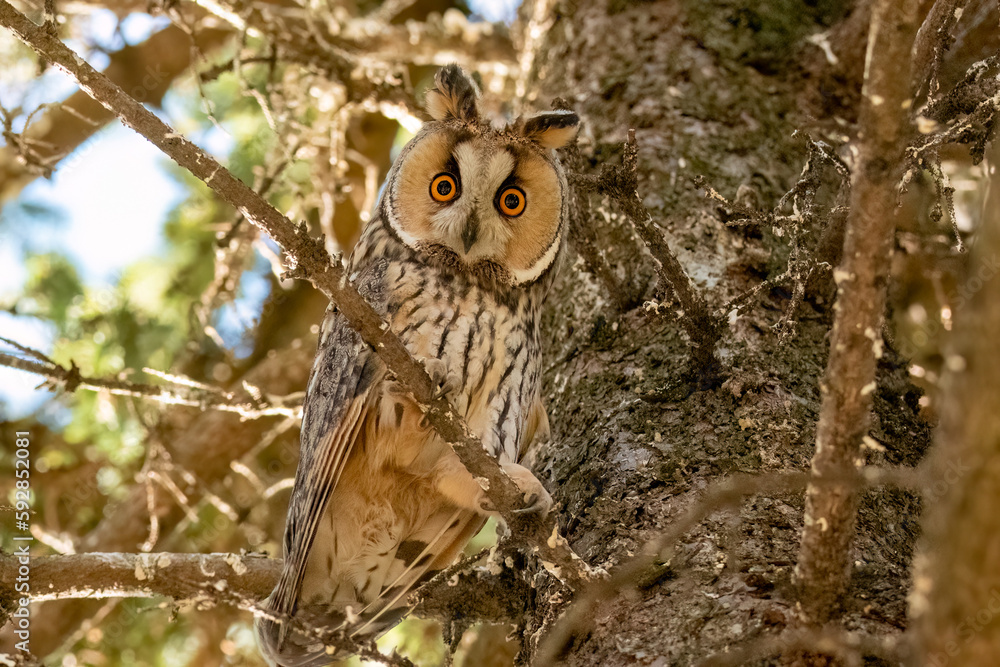 Long-eared owl standing on a branch looking forward with wide opened eyes Long-eared owl standing on a branch looking forward with wide opened eyes