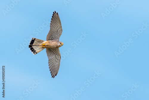 Common kestrel flying in the sky