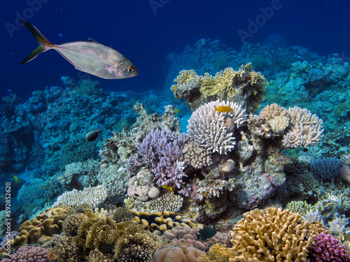 Hard coral  Red Sea  Sharm El Sheikh. Egypt