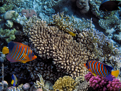 Hard coral, Red Sea, Sharm El Sheikh. Egypt