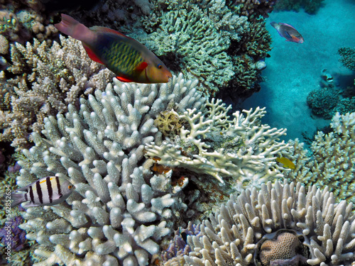 Hard coral, Red Sea, Sharm El Sheikh. Egypt