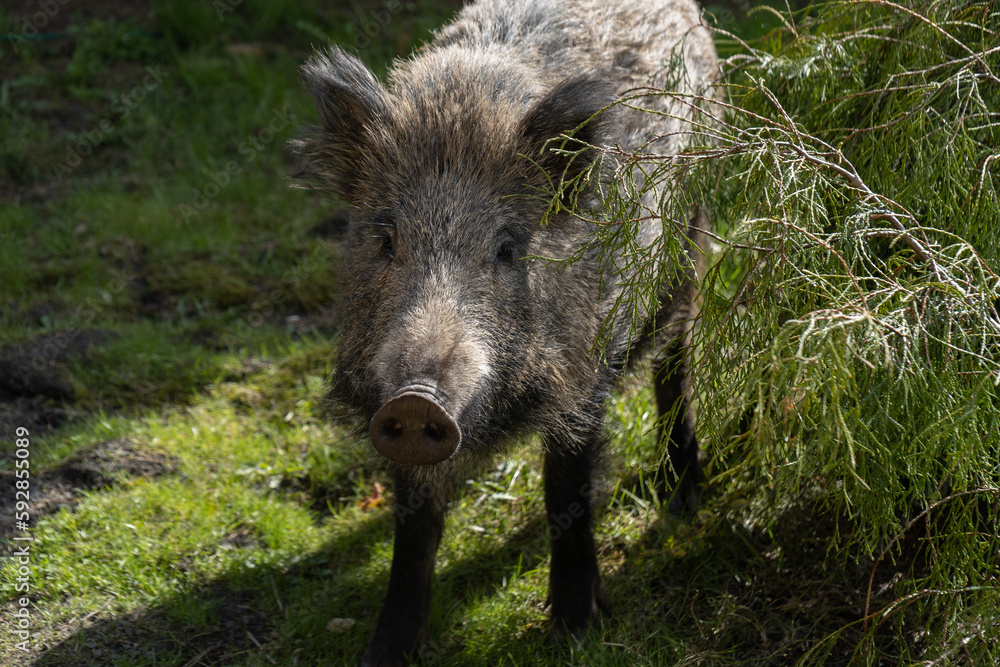 Wild boar. Sus scrofa, big wild swine or pig. Wild boar. Sus scrofa, big wild swine or pig.