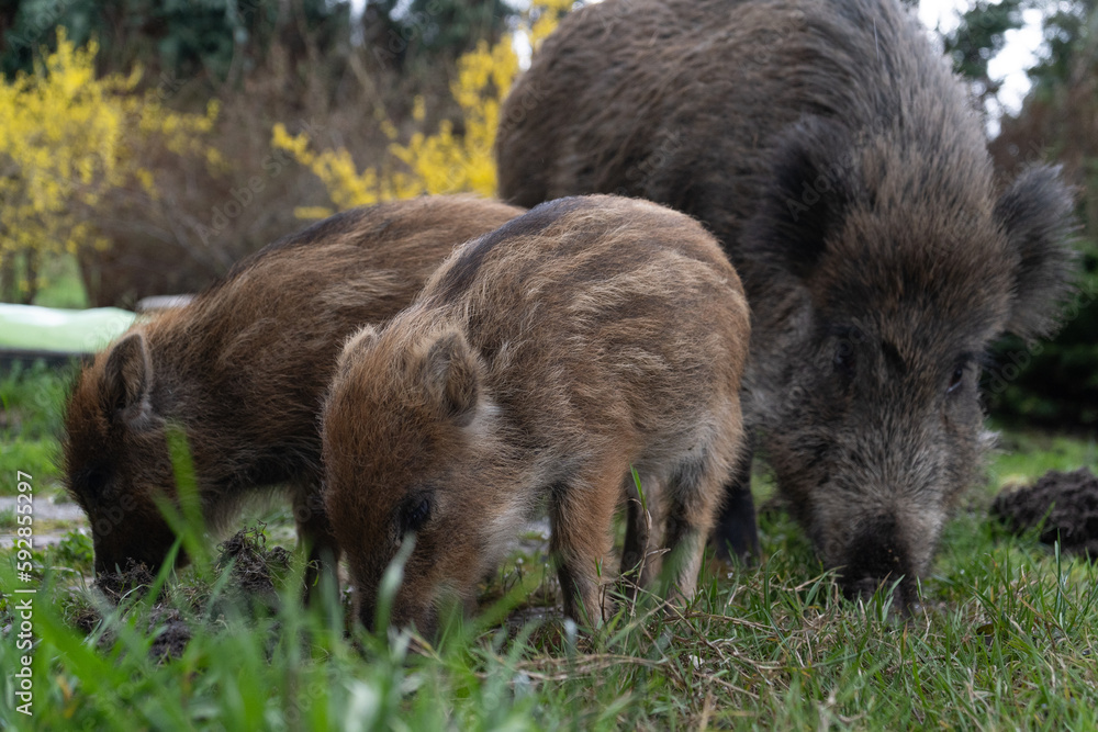 Herd of wild boars looking for a food. Piglets or boarlets, young baby boars and adult big wild swine or pig, Sus scrofa family. Herd of wild boars looking for a food. Piglets or boarlets, young baby boars and adult big wild swine or pig, Sus scrofa family.