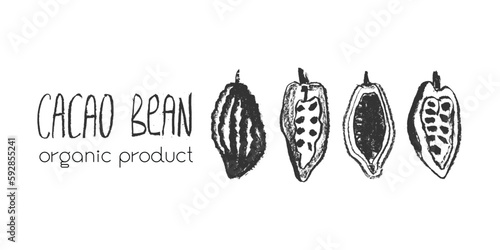 Cocoa bean emblem. Hand drawn sketch vector Cacao beans icon. Cocoa beans isolated. Symbol Bean to Bar cacao. Organic product doodle. Label chocolate, cocoa butter badge. Plant part for logo design.