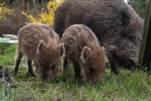 Herd of wild boars looking for a food. Piglets or boarlets, young baby boars and adult big wild swine or pig, Sus scrofa family. © Longfin Media