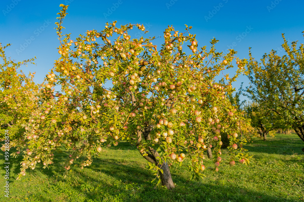 apple trees fruit horticulture. apple fruit horticulture in orchard. apple fruit horticulture