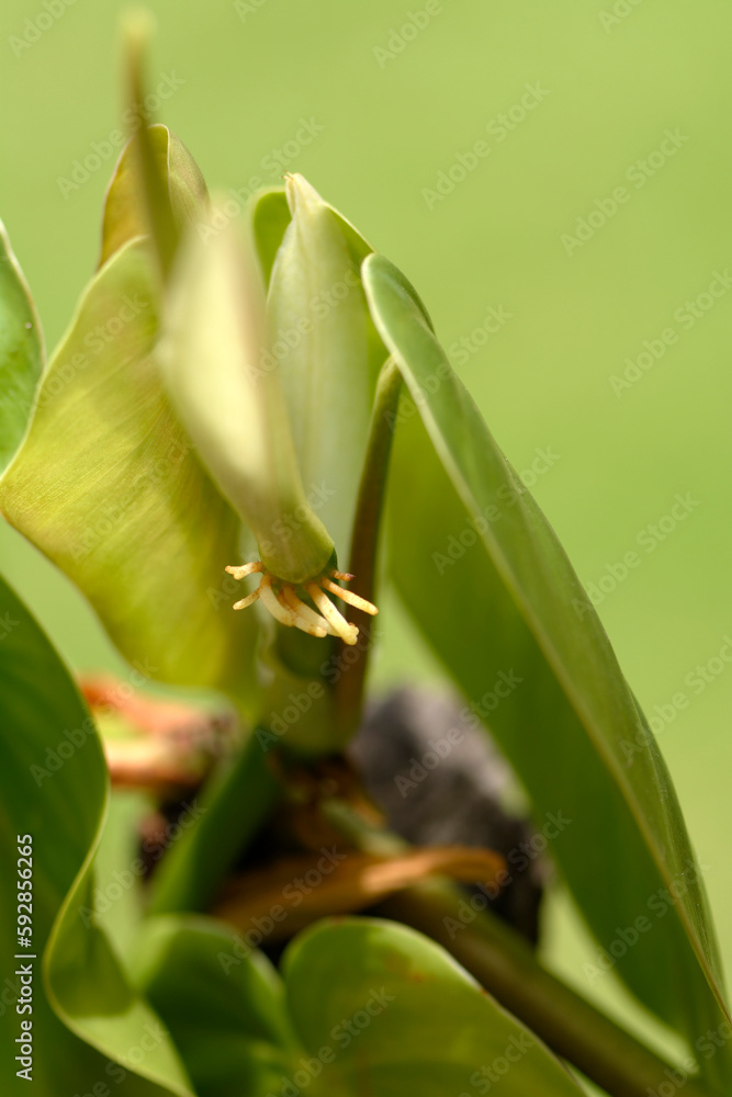 Obraz premium Plante tropicale