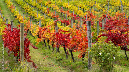 Vineyard in the fall (autumn) with red leaves on the vines