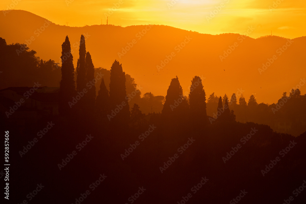 Naklejka premium Silhouetted Cypress trees in a sunset view