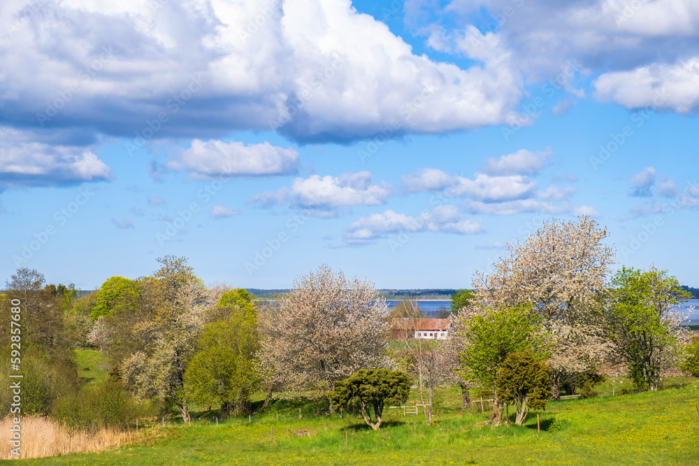 Flowering fruit trees in a beautiful landscape Flowering fruit trees in a beautiful landscape