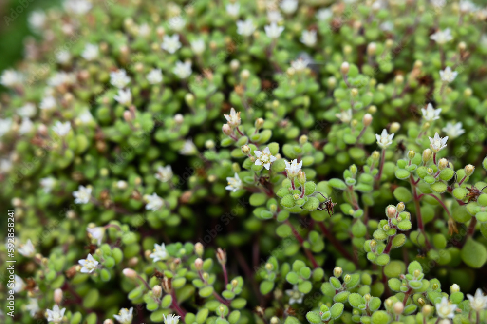Crassula Browniana is succulent plant. Crassula Browniana is succulent plant.