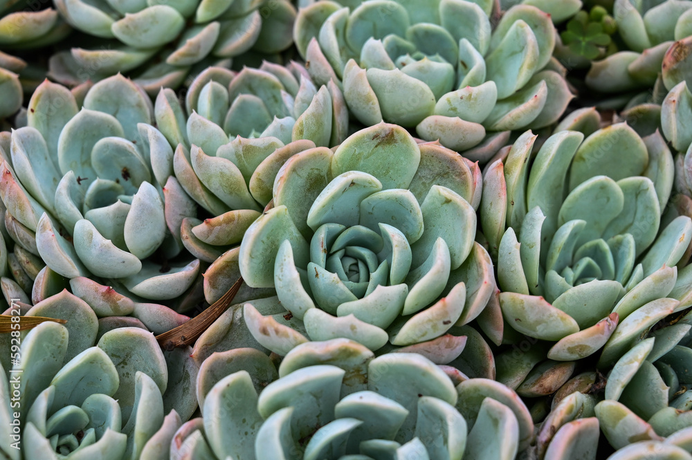 Echeveria elegans 'Albicans' is succulent plant. Echeveria elegans 'Albicans' is succulent plant.
