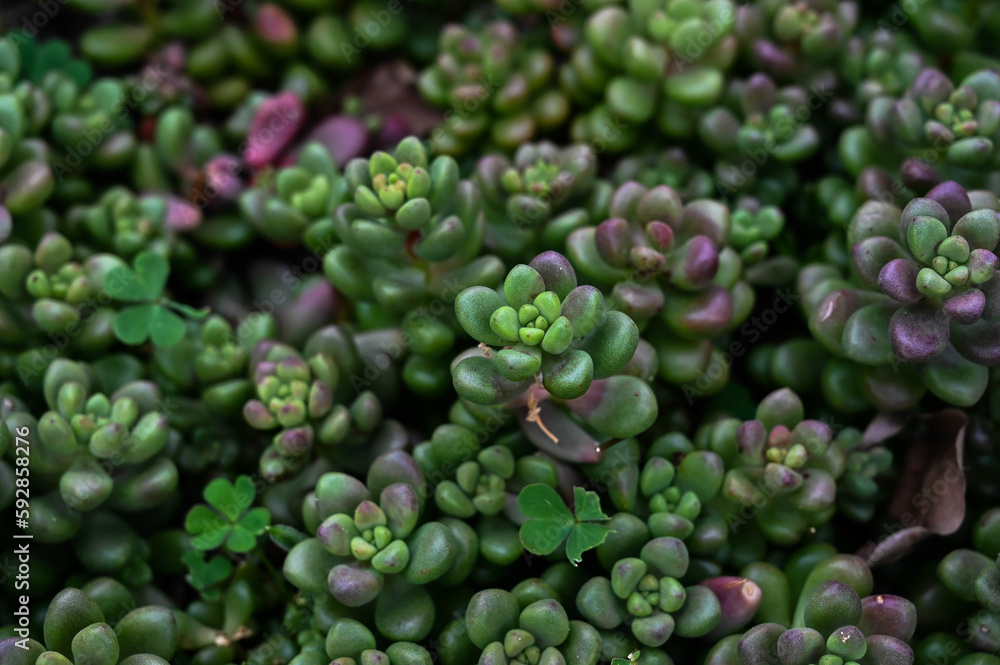 Sedeveria 'Whitestone Crop' is succulent plant. Sedeveria 'Whitestone Crop' is succulent plant.