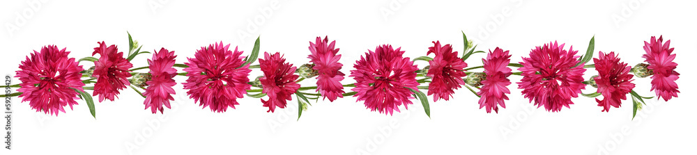 Red knapweed flowers in a line floral arrangement isolated on white or transparent background - obrazy, fototapety, plakaty 